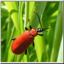 Pyrochroa coccinea - Scharlachroter Feuerkaefer 02.jpg